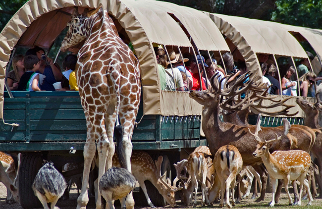 Global Wildlife Center in Folsom offers groups the opportunity to get eye to eye with giraffes and other animals. Photo courtesy LouisianaNorthshore.com