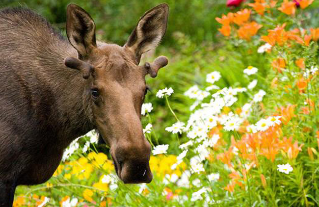 Moose photo by Wayde Carroll
