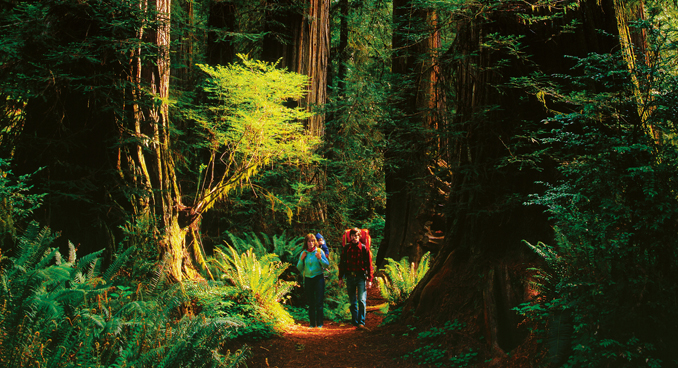 HIking in the Redwoods, Eureka-Humboldt Visitors Bureau